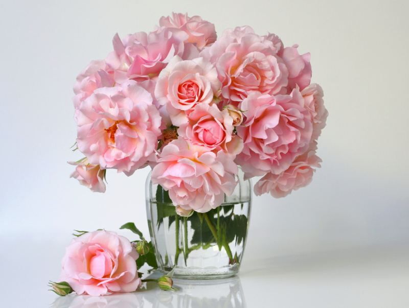 Rosa