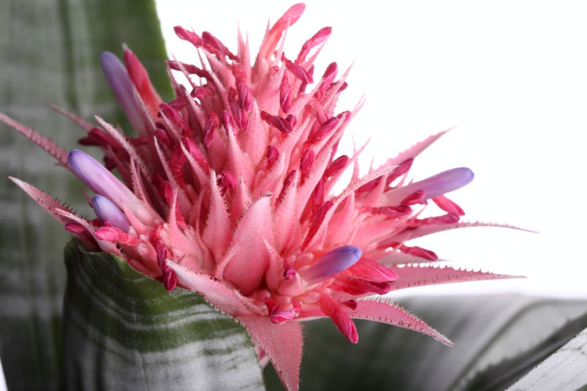 Aechmea 02