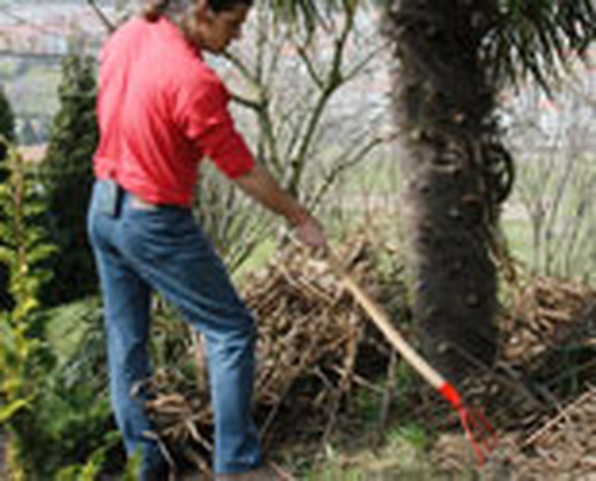 332 pod hoj palm p06