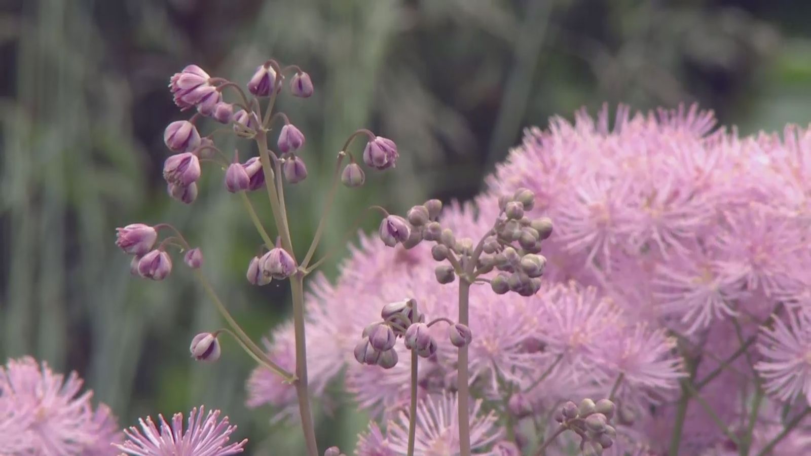 deco 0700 jardineria thalictrum cuidados