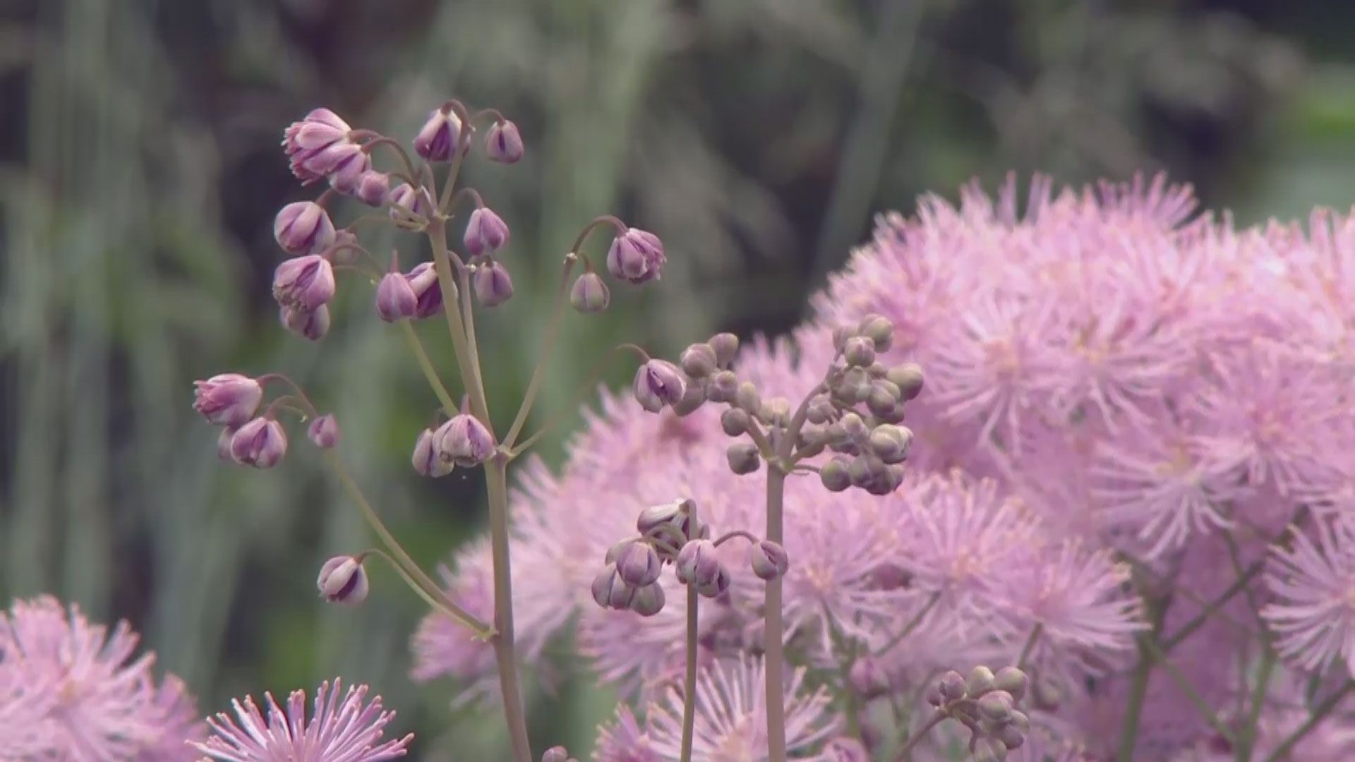 deco 0700 jardineria thalictrum cuidados