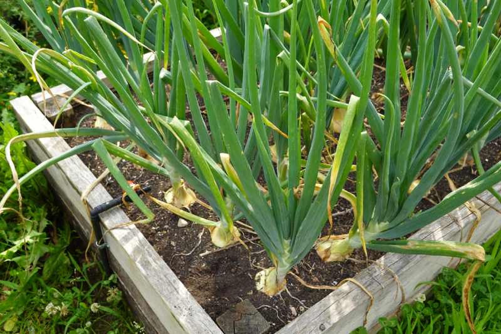 La cebolla es una planta bianual