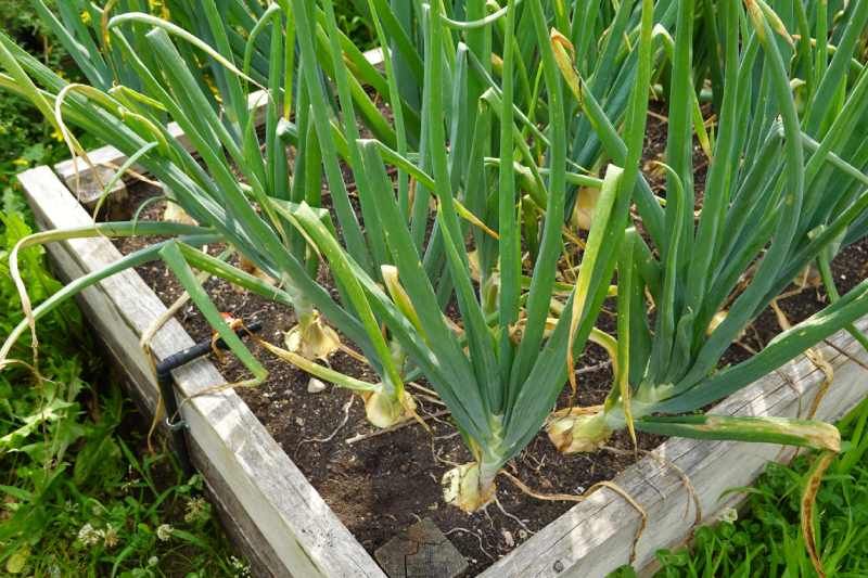 La cebolla es una planta bianual