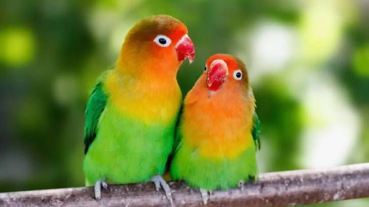 nombres para pajaros 6