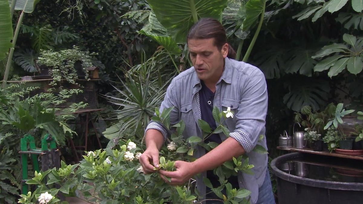 deco 742 gardenia clorosis ferrica