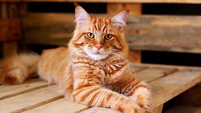 gatos mimosos 1