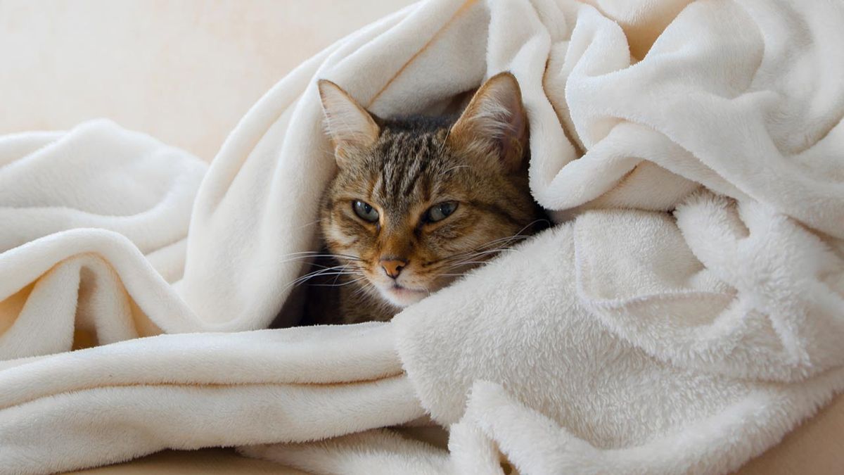 mantitas economicas perros gatos 1