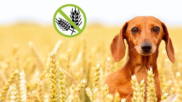 perros celiacos