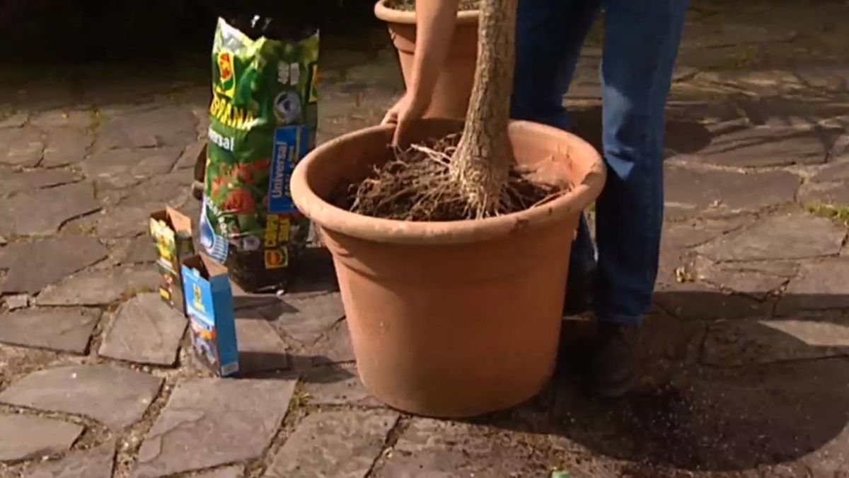 brico jardin 616 sanear raices dracena marginata