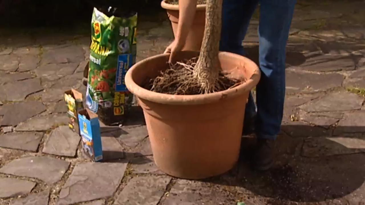 brico jardin 616 sanear raices dracena marginata