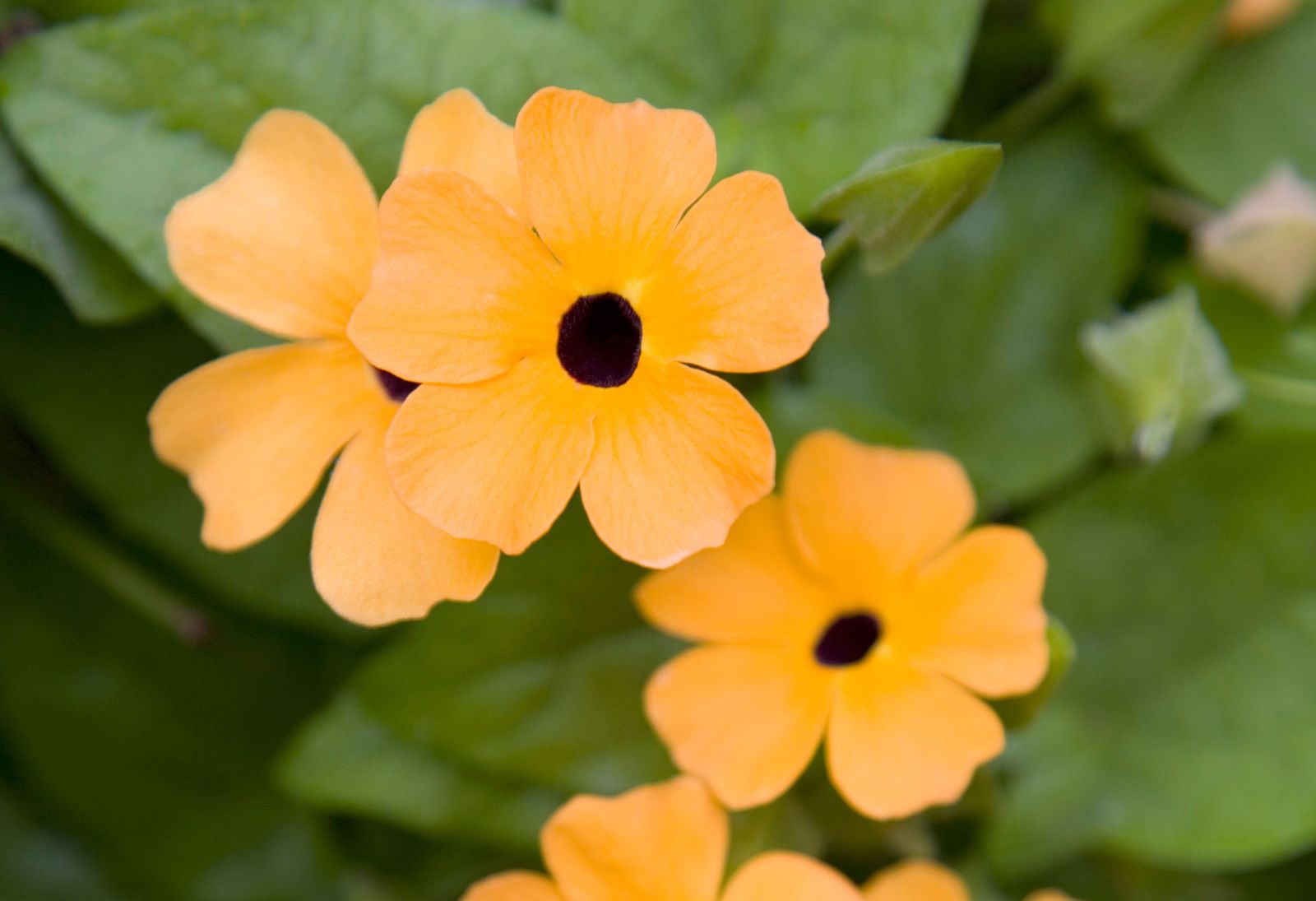 diferentes plantas decorar fachadas thunbergia