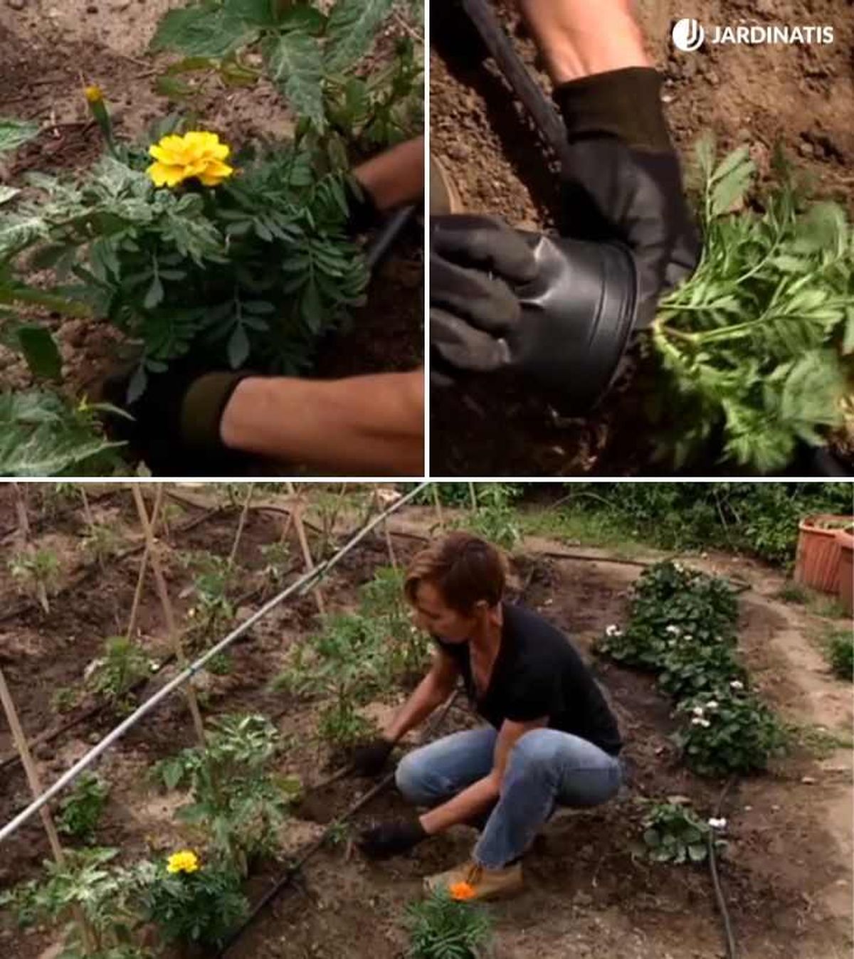Plantación de tagetes entre las plantas de tomate en la huerta