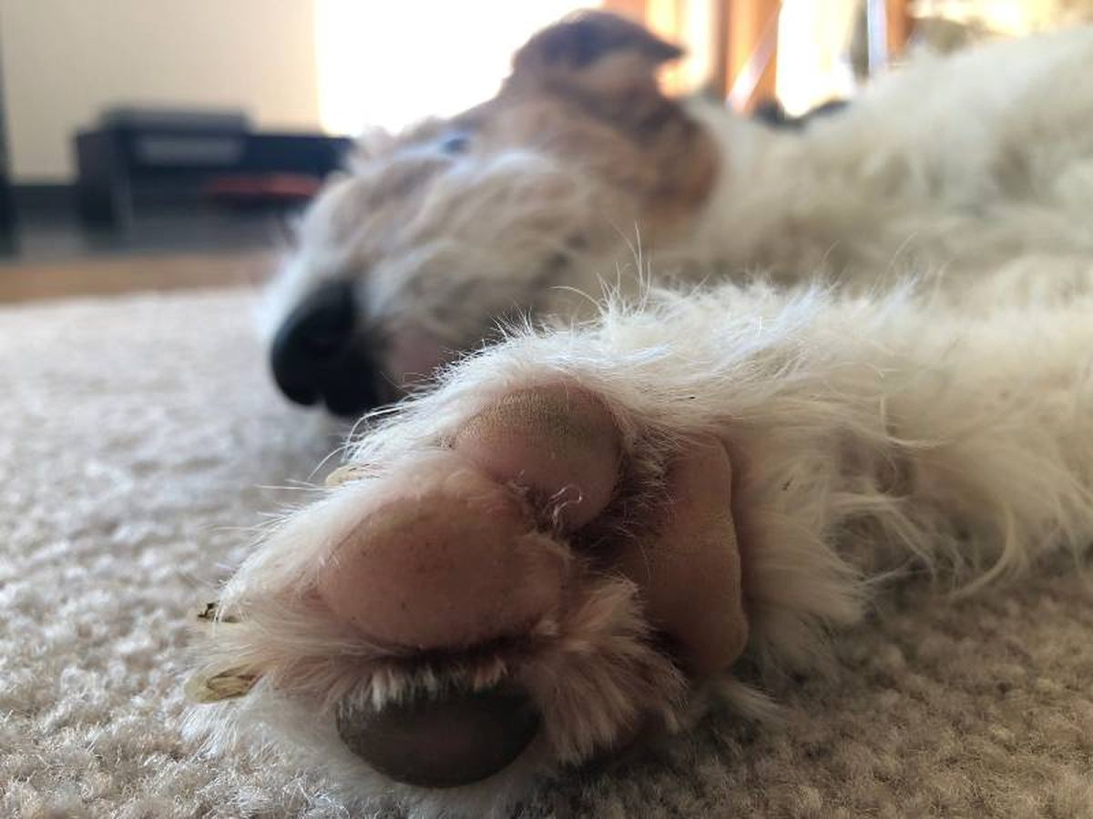 Las almohadillas son zonas muy sensibles, aunque tienen un tacto duro y áspero