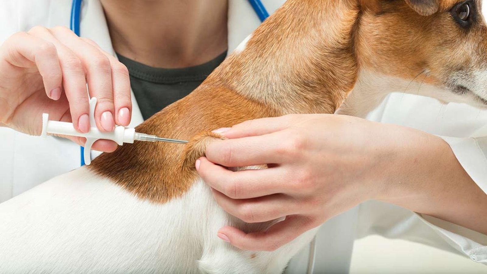 microchip para perros ok