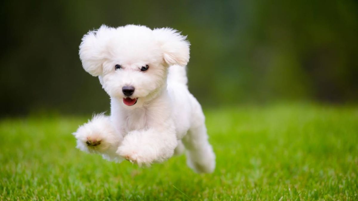 especies perros miniatura xl