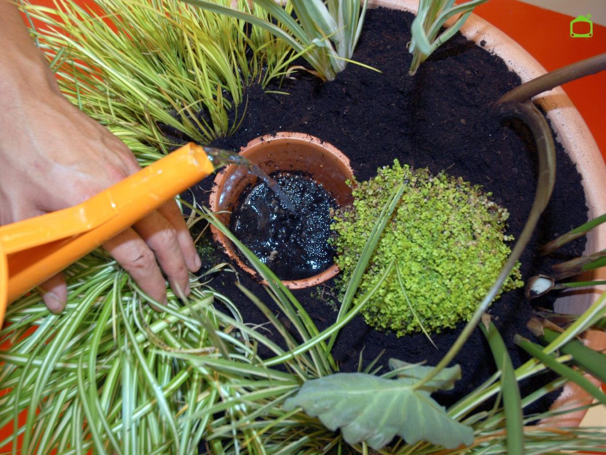 Riega cuando el agua baje a la mitad del mini tiesto.