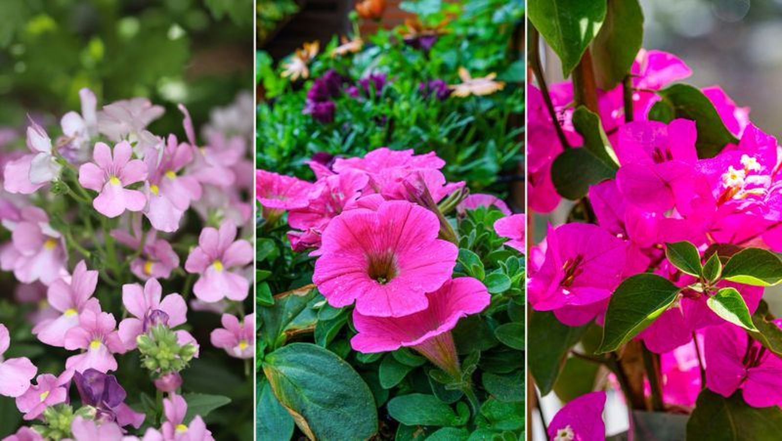 De izq. a drcha.: Nemesia, petunia y buganvilla