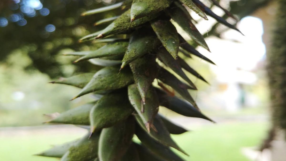 araucaria araucana detalle