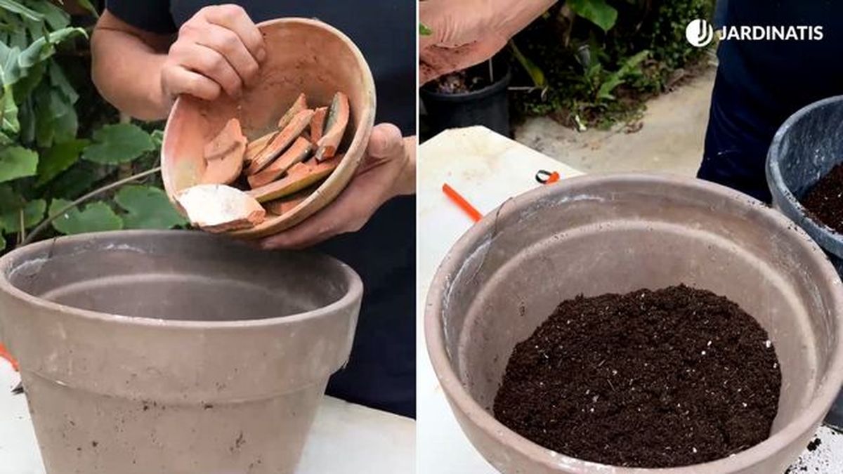 drenaje y sustrato para el tronco de brasil jardinatis 23 37