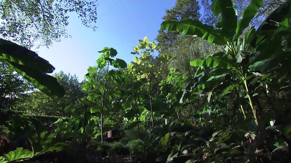 deco 750 jardin Paulownia tomentosa jardin lurgarden