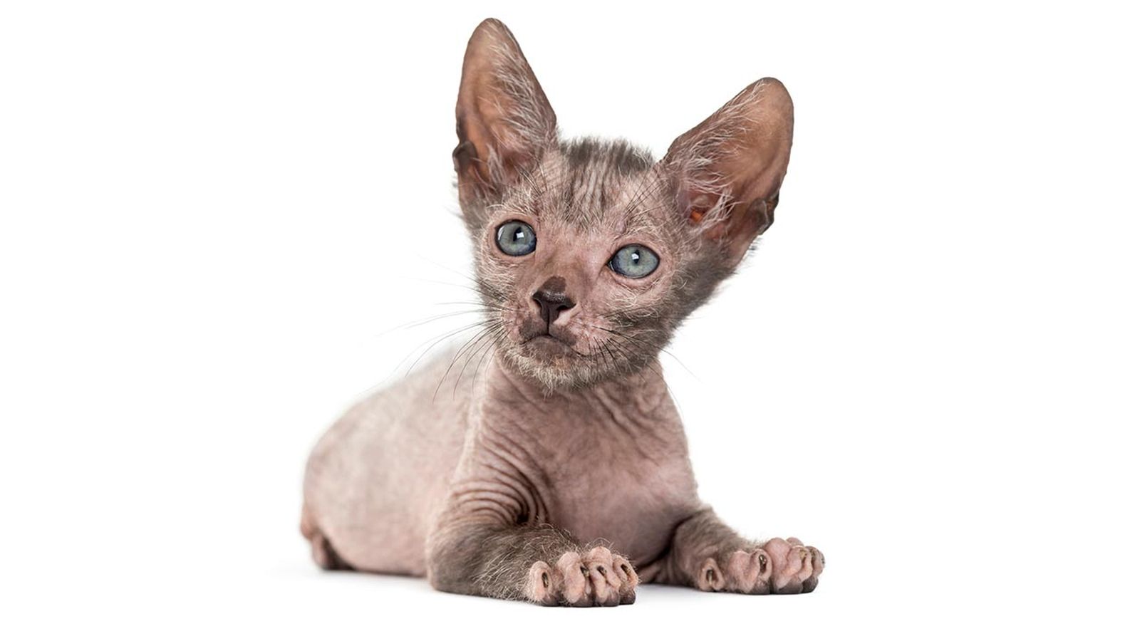 lykoi gato lobo 3