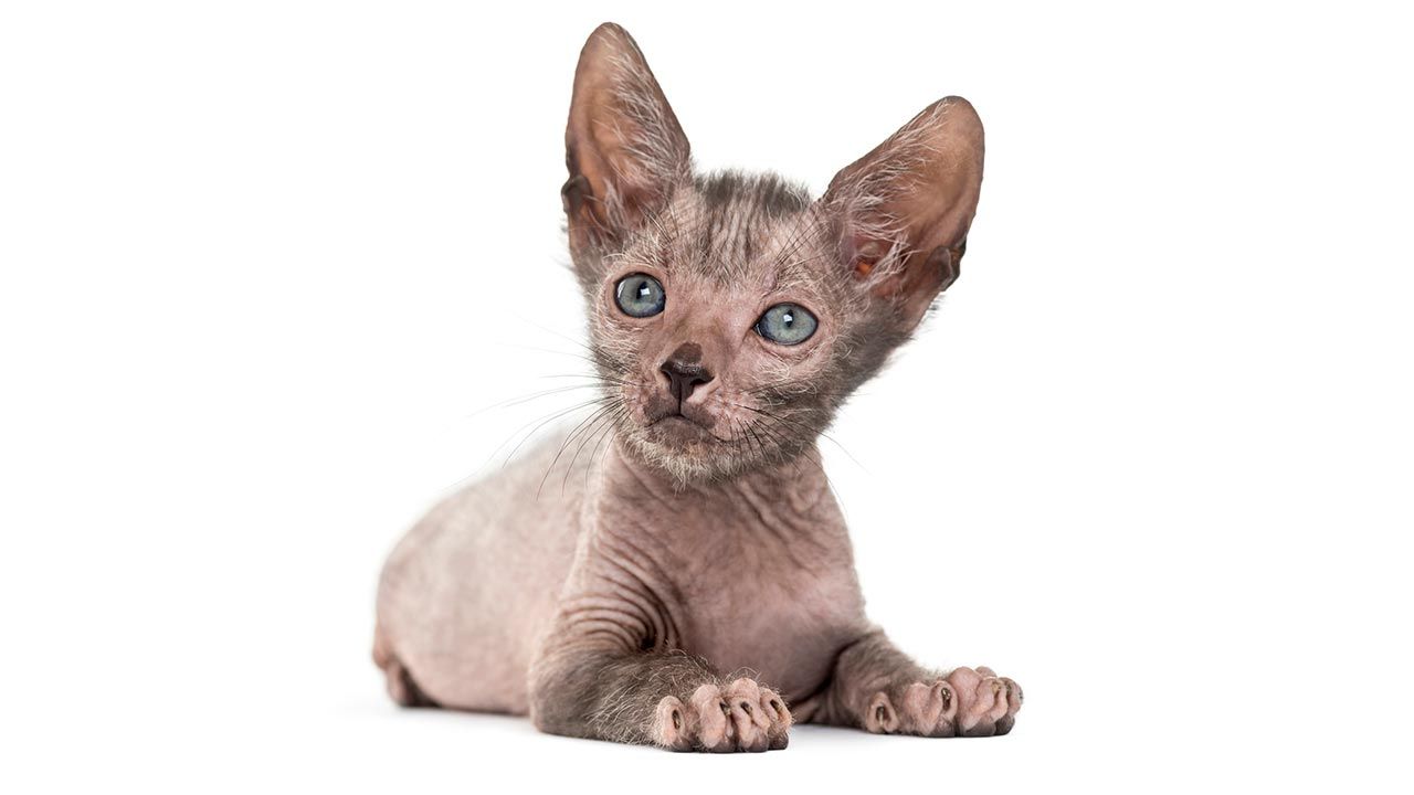 lykoi gato lobo 3