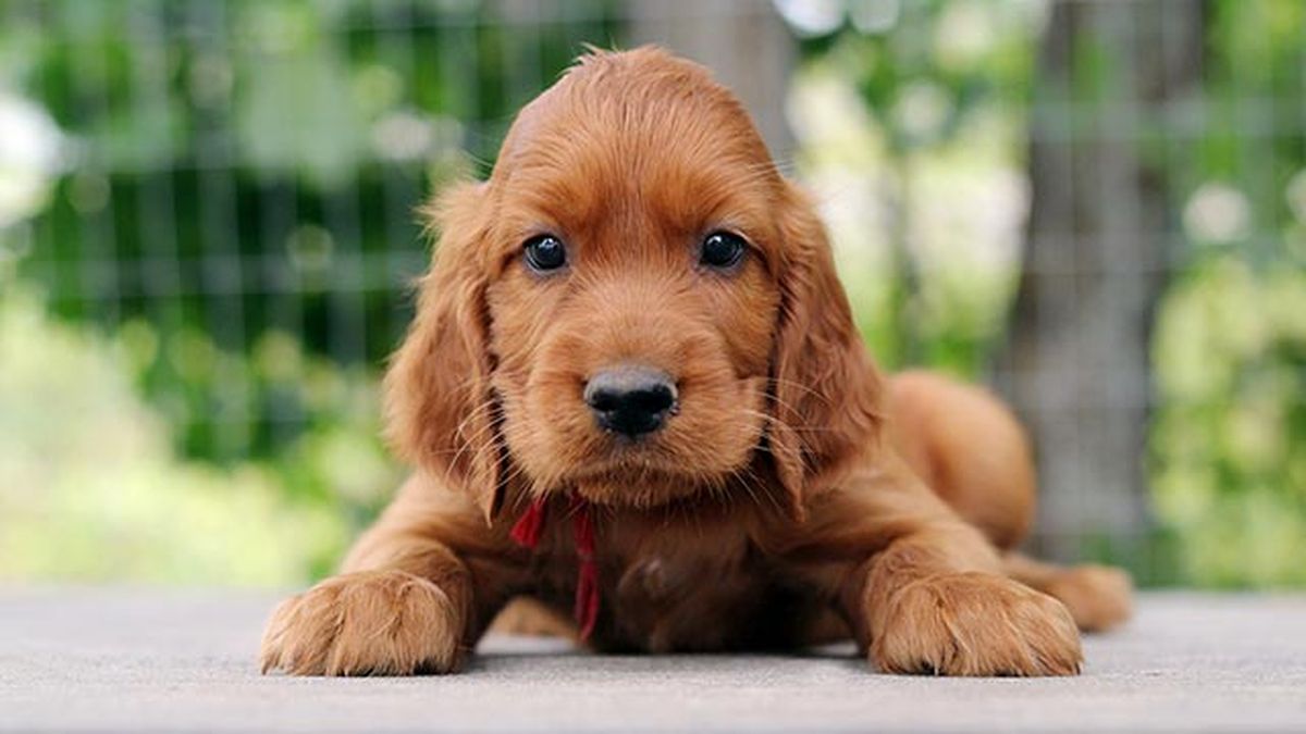 cachorro setter irlandes