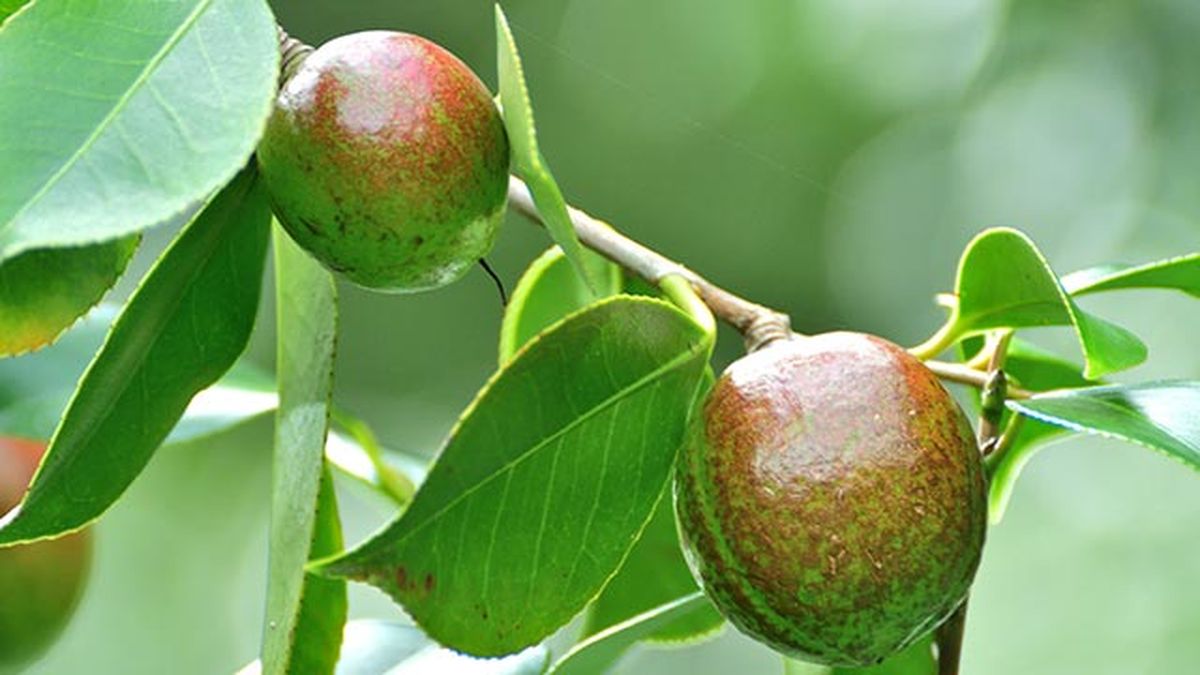 aceite de tsubaki o camelia el secreto mejor guardado de las geishas fruta