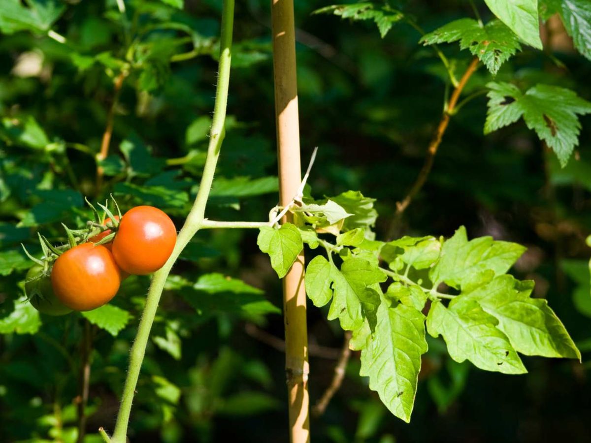 Ajusta las cuerdas a medida que crecen.