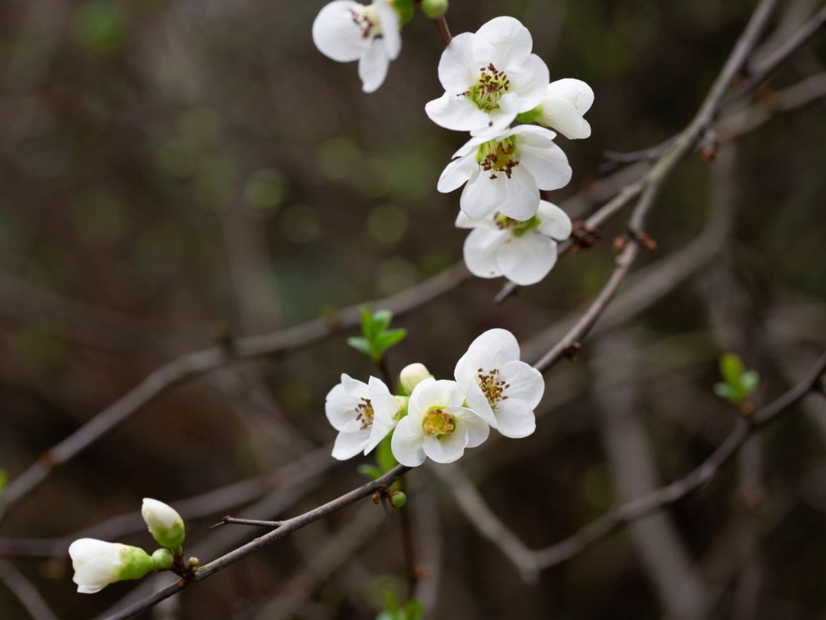 Flores blancas del Membrillero Japonés.