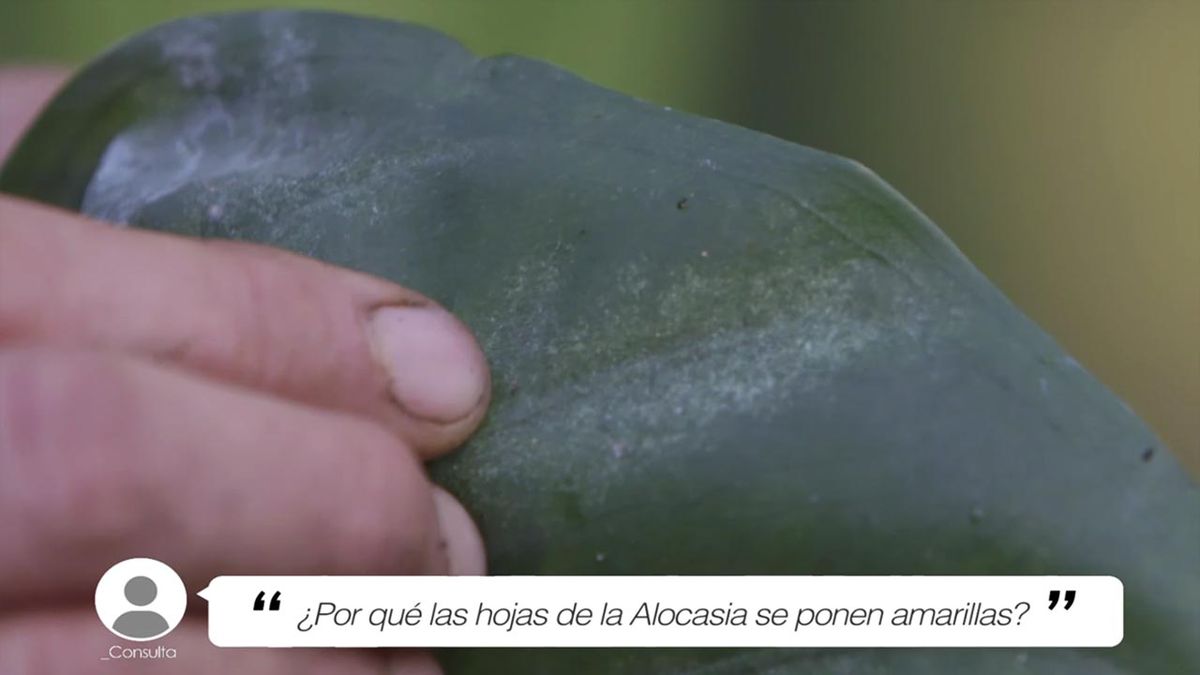 brico 1016 briconsulta jardin hojas amarillas alocasia