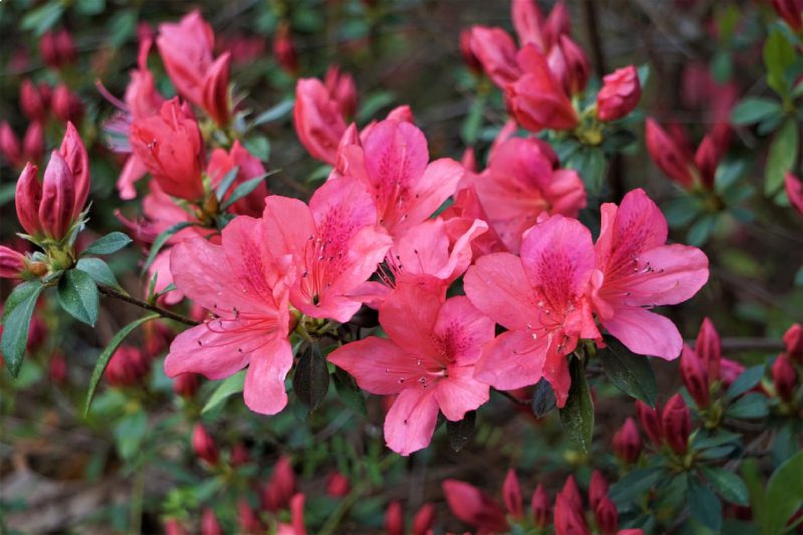 Las azaleas son arbustos coloridos con racimos de flores que embellecen jardines.