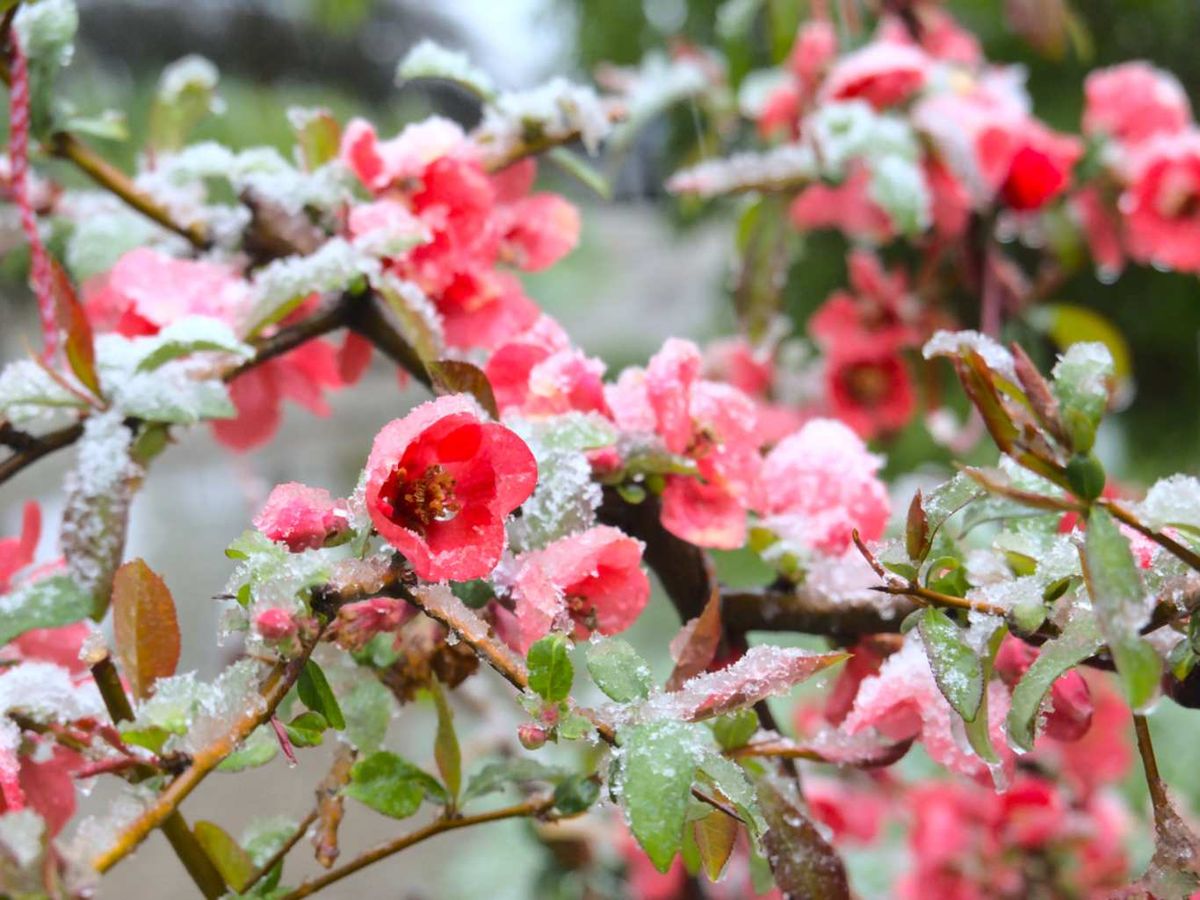 El Chaenomeles japonica es resistente a las heladas.