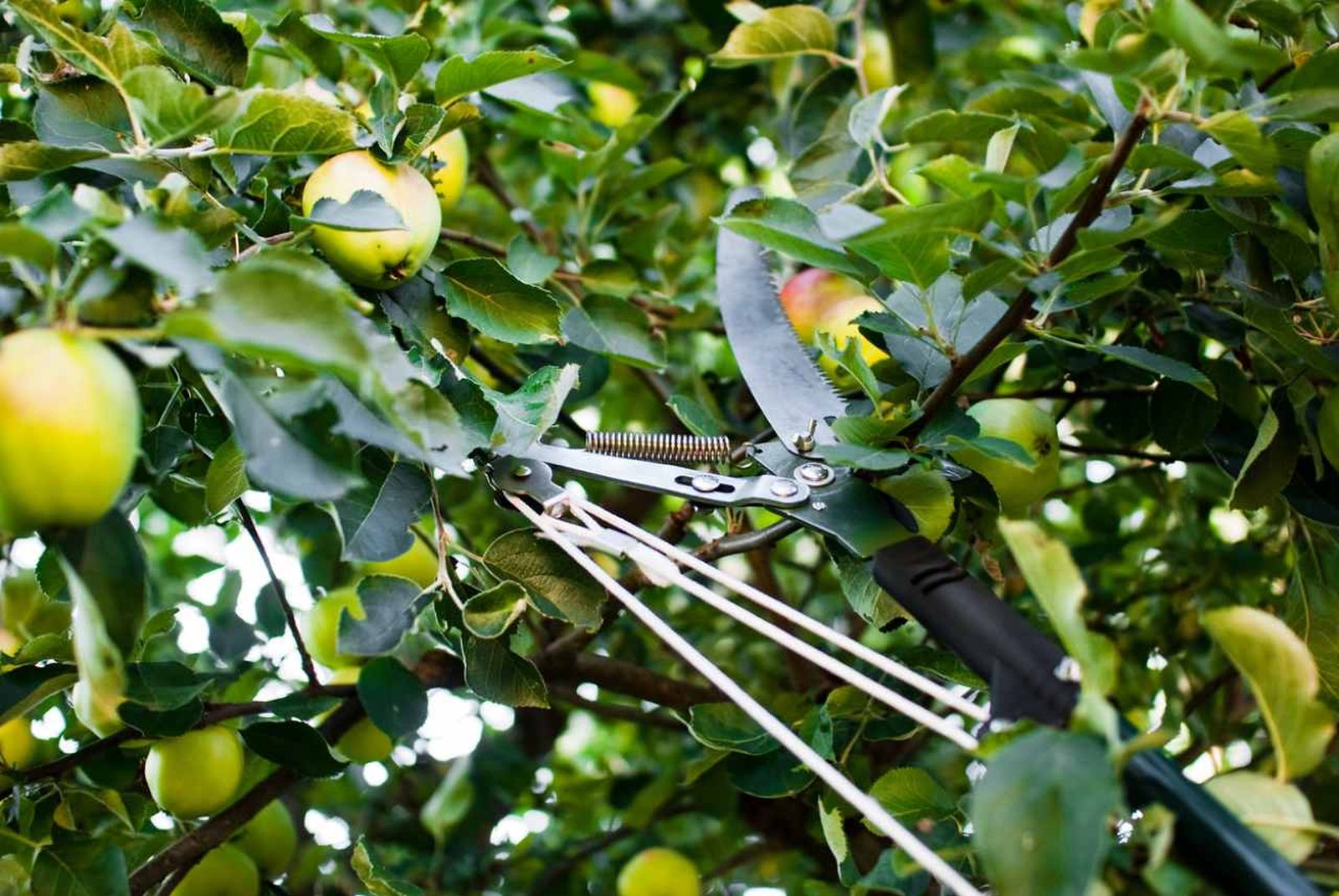 La poda del manzano es clave para mejorar su salud, forma y producción