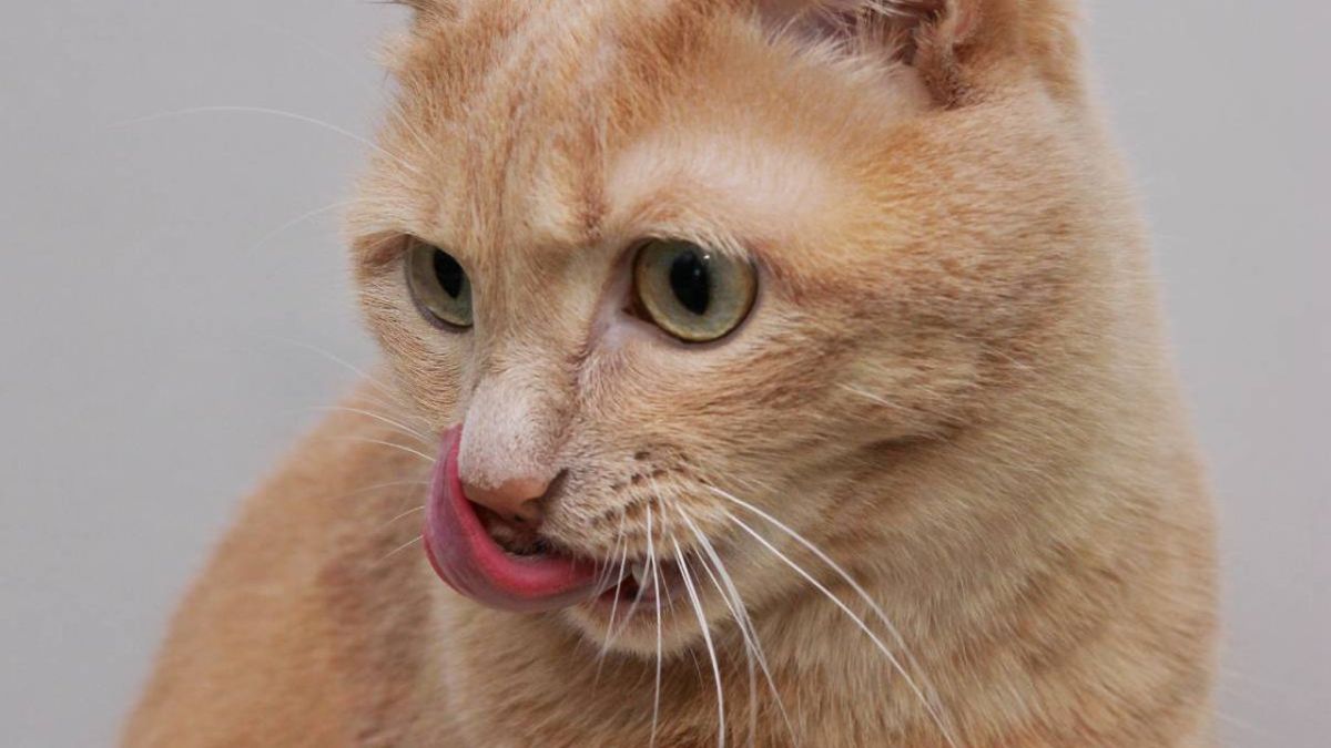 causas por las que un gato babea ok