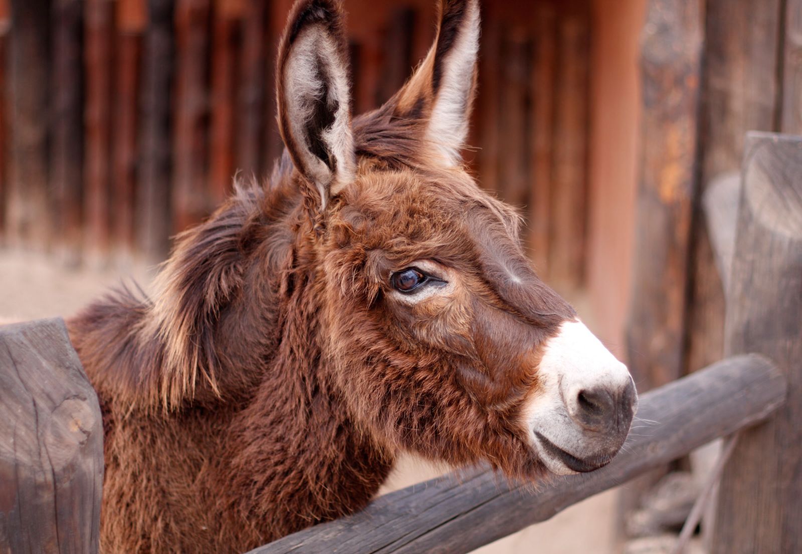 refugio burros contento