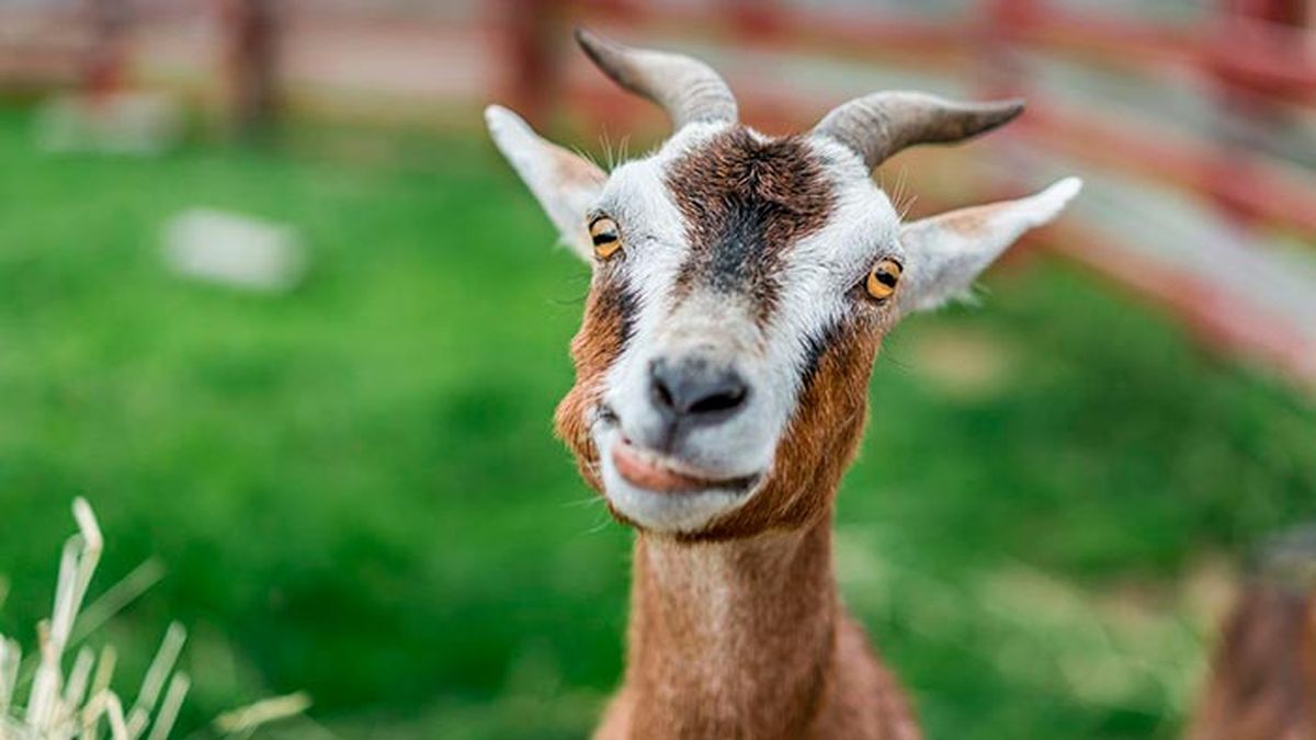 animales representativos carnaval cabra
