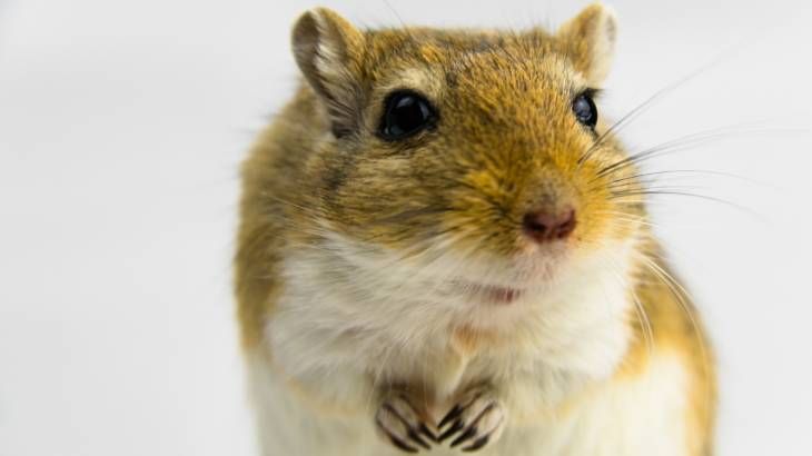 El jerbo de Mongolia es una mascota que requiere pocos cuidados