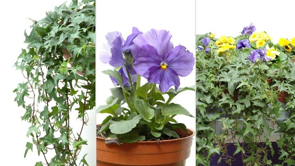 aligustre arbusto para arte topiario flores deco 178