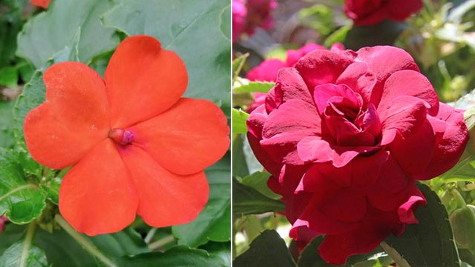 impatiens walleriana variedades simples dobles