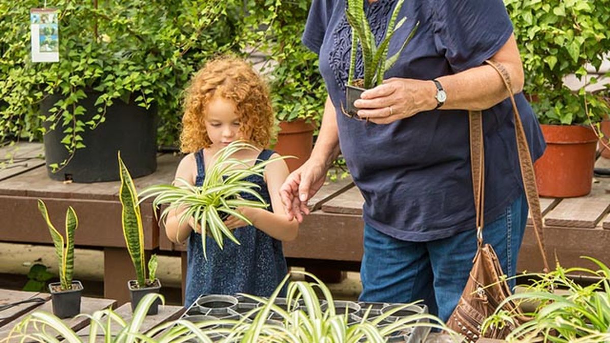 ninos cuidando Chlorophytum comosum