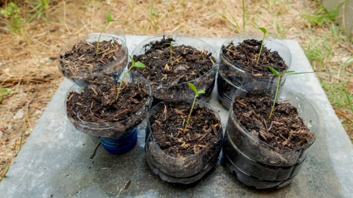 semillero con botellas de plastico recicladas