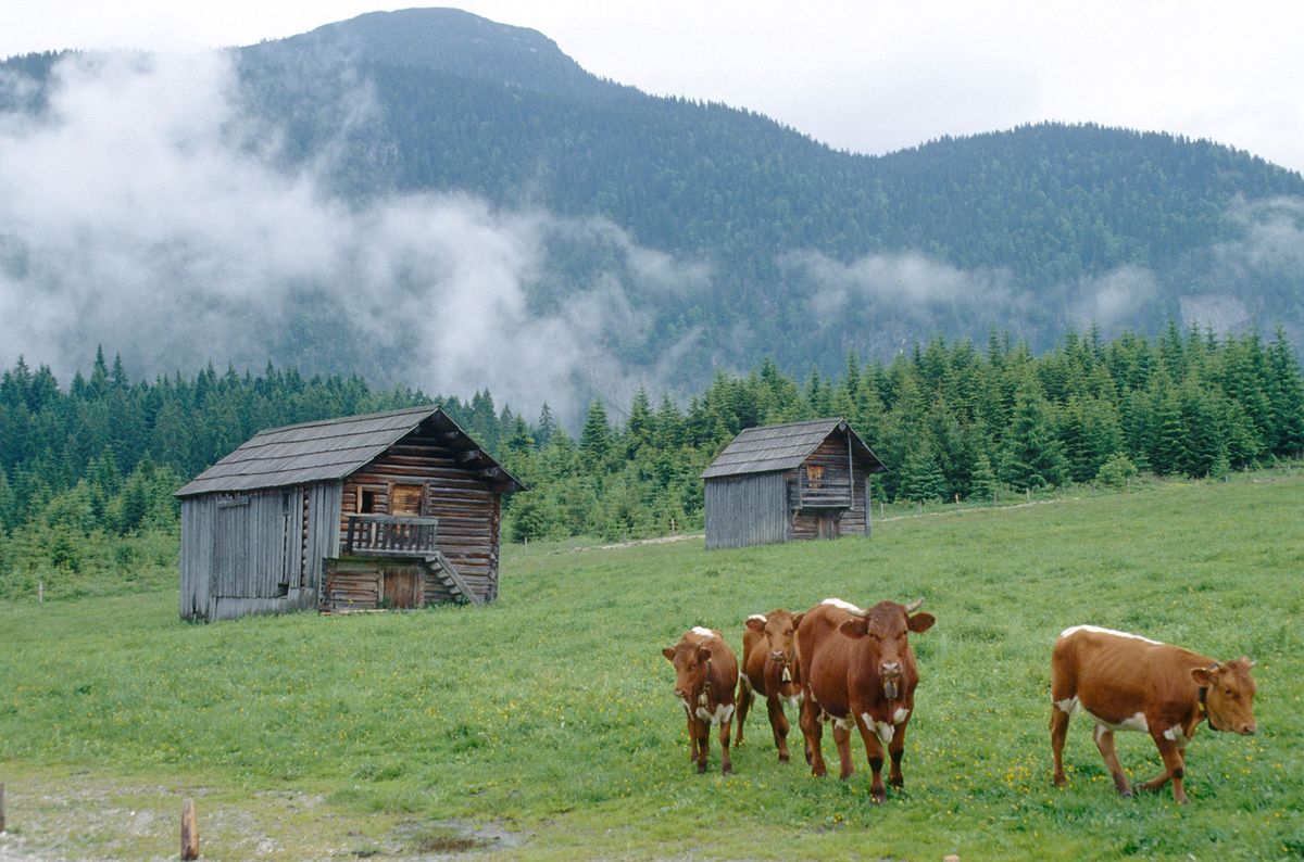 mascotas plan emergencia animales