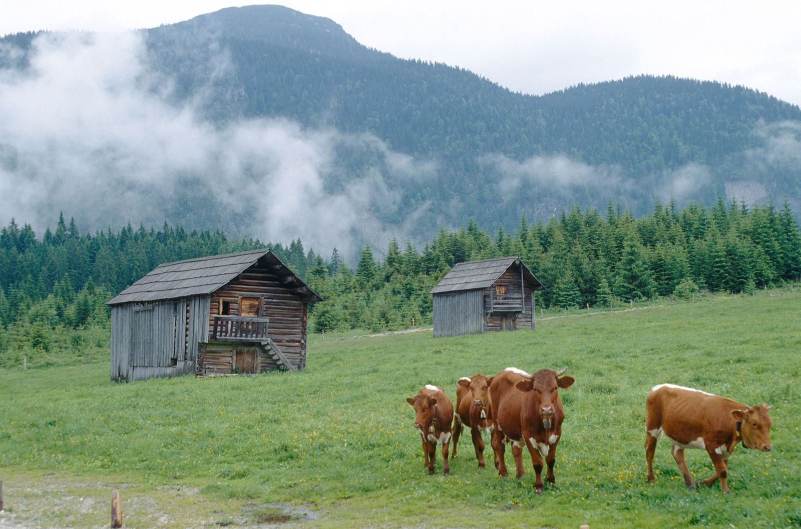 mascotas plan emergencia animales