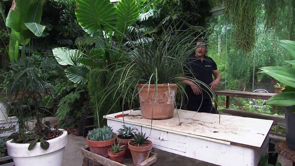 deco 780 jardin multiplicar agaves o piteras variedades