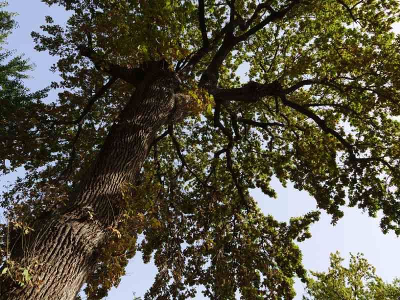 Quercus robur.