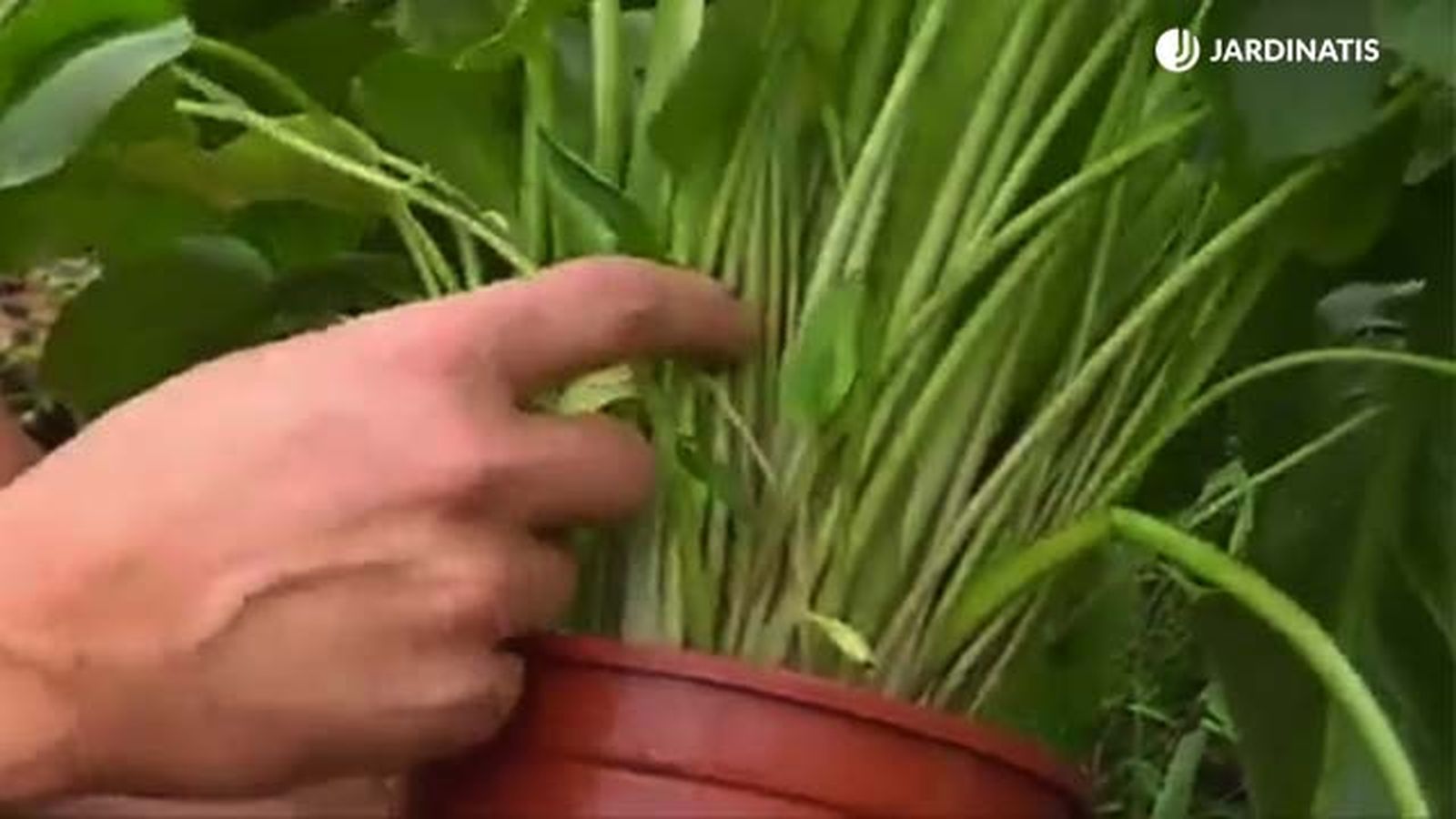 hijuelos de la cala o lirio de agua jardinatis