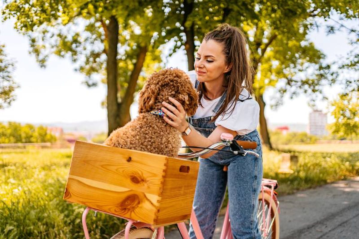 Lo más importante es tener en cuenta el tamaño, condiciones físicas y salud y la personalidad de tu perro.