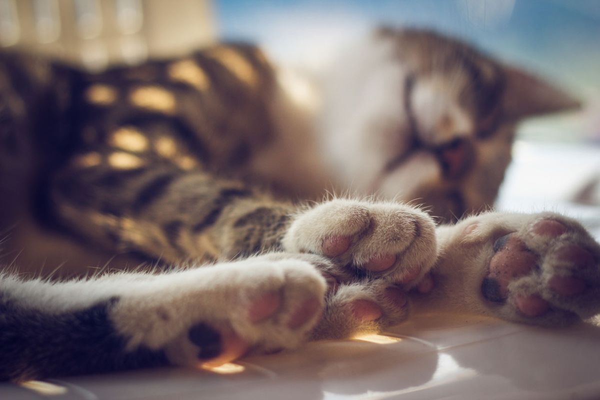 7 cosas que a tu gato no le gustan tocar patas