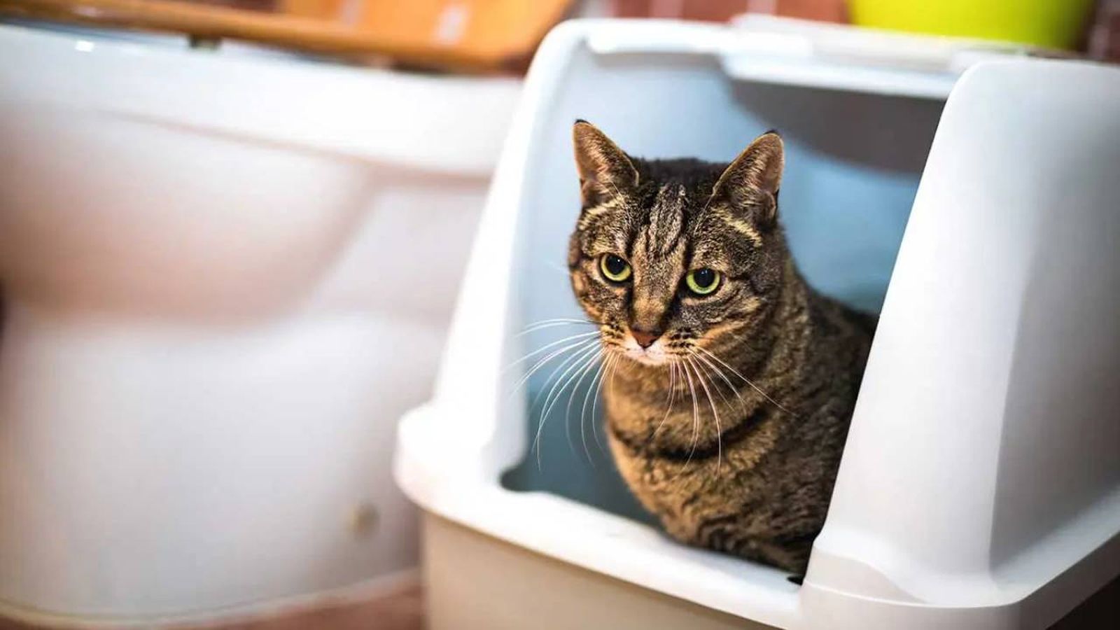 arena de silice para gatos 3